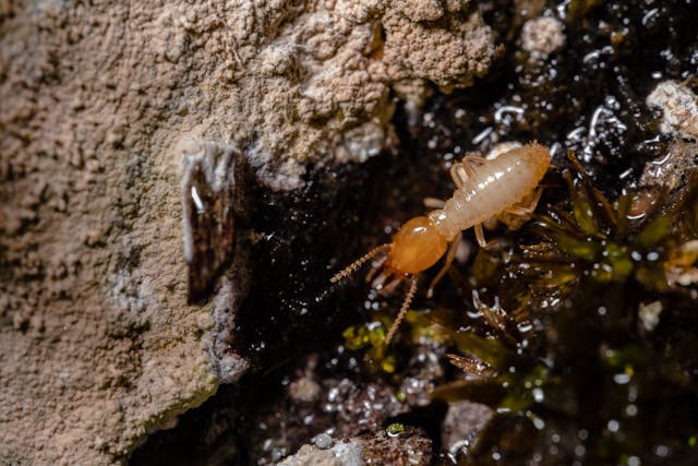 Termite Prevention